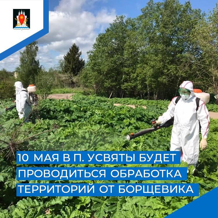 В п. Усвяты будет проводиться обработка территорий от борщевикаа.