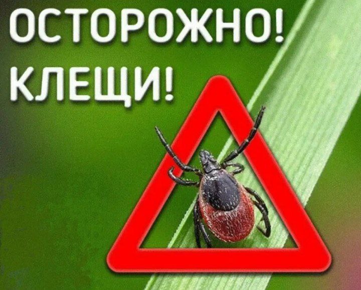 Иксодовые клещи? Что это такое?.