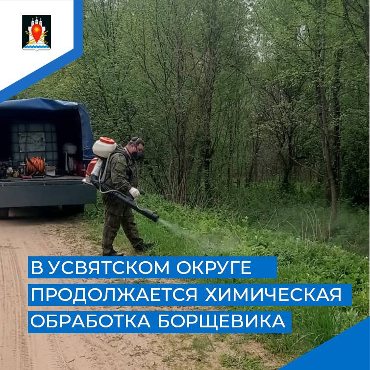 В Усвятском муниципальном округе продолжается химическая обработка очагов  борщевика..